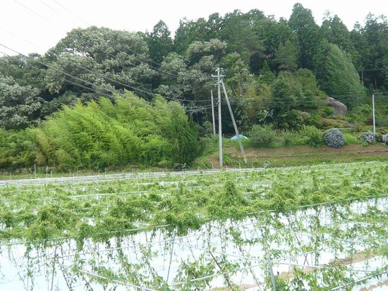 午前中の自然薯畑.jpg