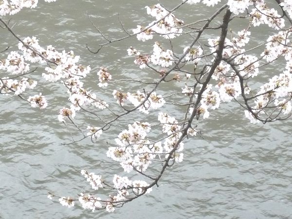 小坂の桜.jpg