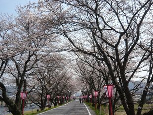 桜トンネル.JPG