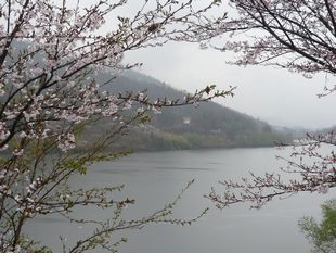 白竜湖と桜.jpg