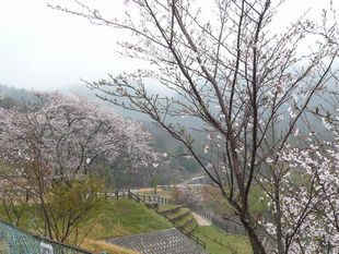 白竜湖ﾘｿﾞｰﾄの桜.jpg