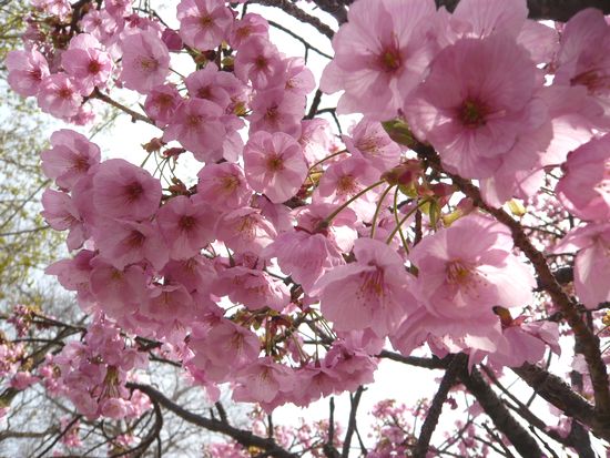 2012八重桜.jpg