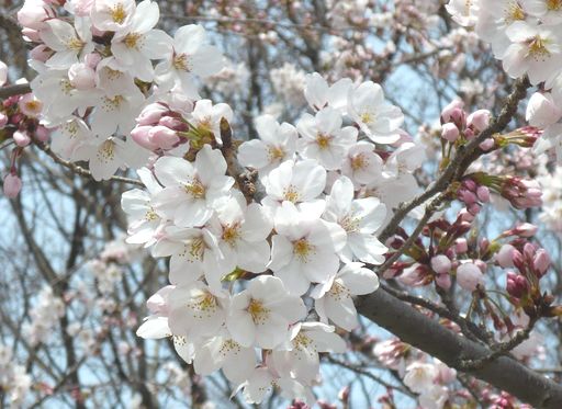 2012桜.jpg