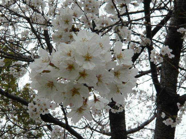 2013年3月26日桜.jpg