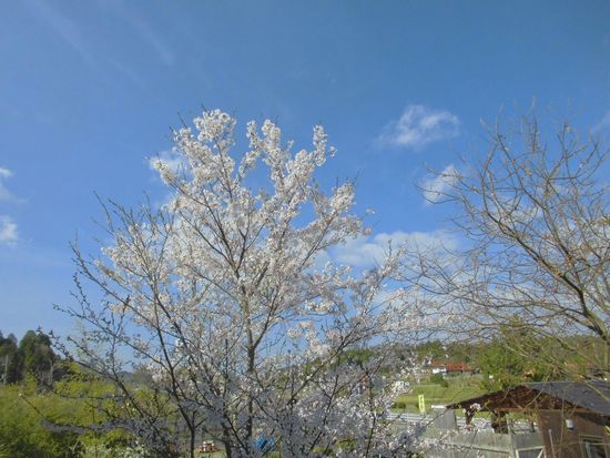 2015年4月8日のわが家桜1.jpg